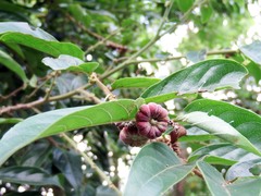 Glochidion philippicum