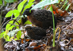 Rufous-Breasted Wood Quail photo 3