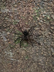 Heteropoda