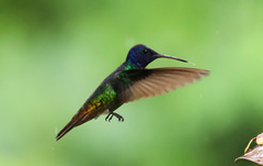 Chrysuronia oenone