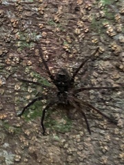 Heteropoda
