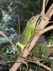 Anolis cuvieri