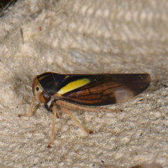 Balcanocerus provancheri