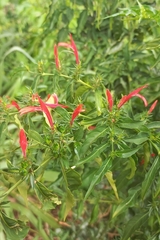 Justiciinae