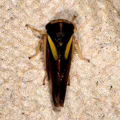 Balcanocerus provancheri