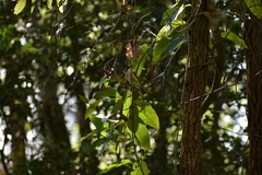 Melithreptus albogularis