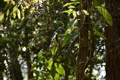 Melithreptus albogularis