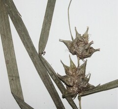 Carex intumescens