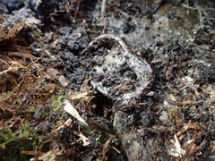Hynobius sonani