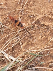 Compsocryptus texensis