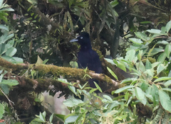 Cephalopterus ornatus