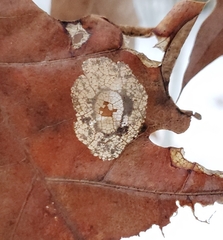 Phyllonorycter basistrigella