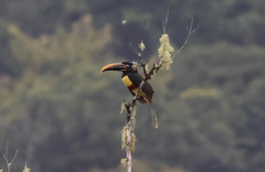 Pteroglossus castanotis