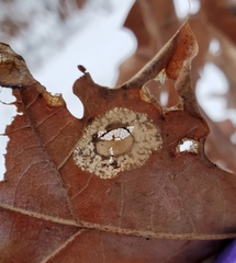 Phyllonorycter basistrigella