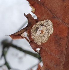 Phyllonorycter basistrigella