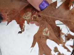 Phyllonorycter basistrigella