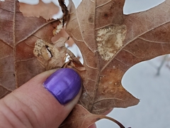 Phyllonorycter basistrigella