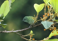 Ixothraupis punctata