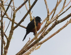 Sporophila angolensis