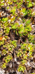 Coprosma atropurpurea