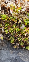Coprosma atropurpurea