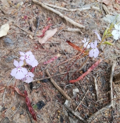 Isotoma hypocrateriformis