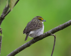 Ammodramus aurifrons