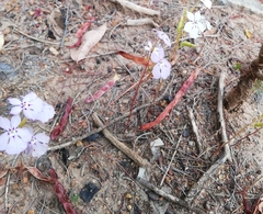 Isotoma hypocrateriformis