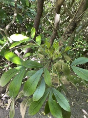 Pseudopanax