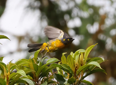 Anisognathus lacrymosus