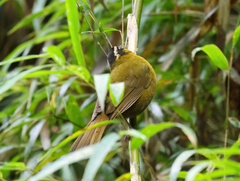 Kleinothraupis atropileus