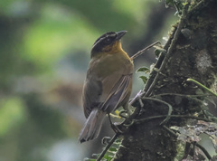 Kleinothraupis atropileus