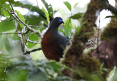 Chamaepetes goudotii