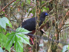 Chamaepetes goudotii