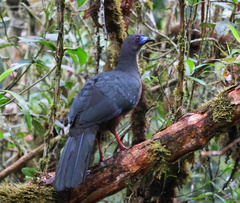 Chamaepetes goudotii