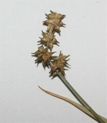 Carex atlantica
