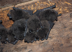 Myotis macropus