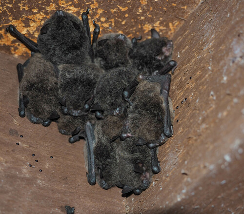 Australian Large-footed Myotis