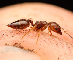 Crematogaster stollii