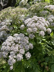 Daucus decipiens