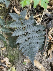 Polystichum oculatum