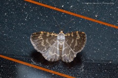 Peratophyga spilodesma