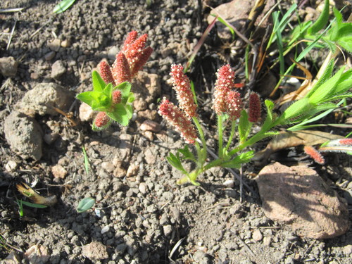 Image of Acalypha punctata by (c) Lutendo Mudzielwana, some rights reserved (CC BY-SA)