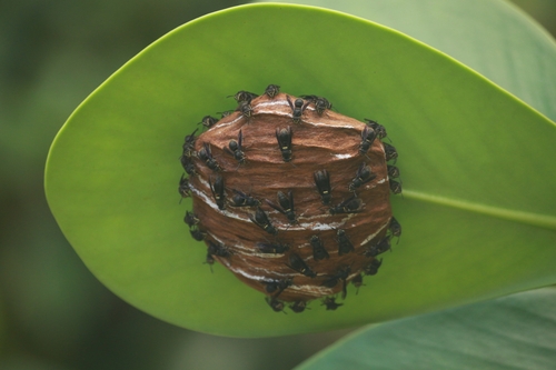 Charterginus nevermanni image