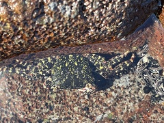 Metopograpsus thukuhar