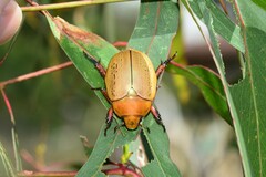 Anoplognathus olivieri