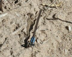 Argia immunda
