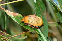 Anoplognathus olivieri