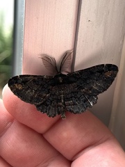 Pholodes sinistraria