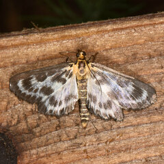 Anania hortulata